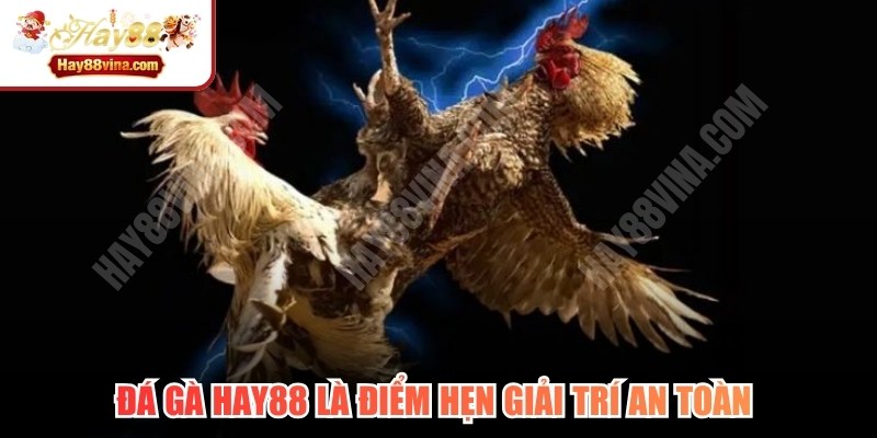 Đá gà HAY88 là điểm hẹn giải trí an toàn và cực kỳ thuận tiện