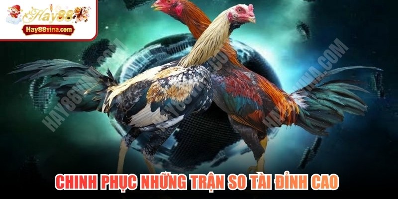 Chinh phục những trận so tài đỉnh cao tại đá gà HAY88 đơn giản